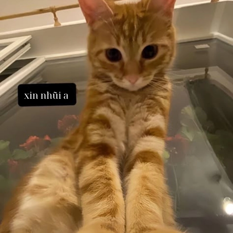 Một chiếc khóc meme mèo xin lỗi chân thành