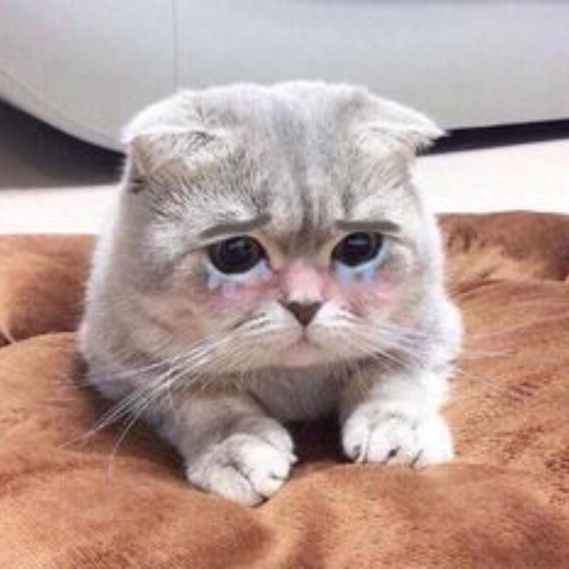 Khi bạn vừa khóc vừa buồn khóc meme mèo khóc