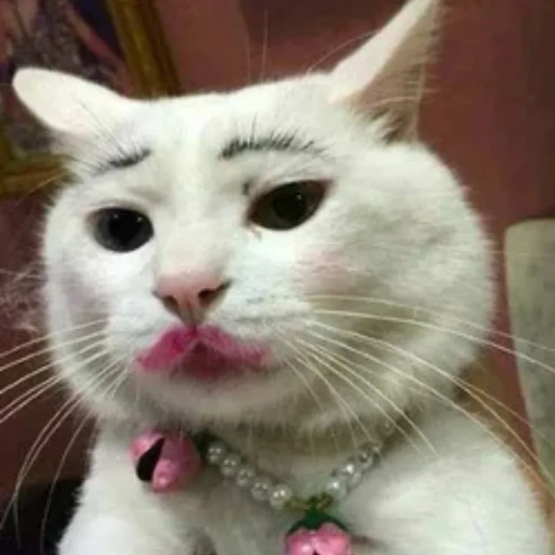 Kho tàng ảnh chế ảnh chế meme mèo bựa cực kỳ bá đạo