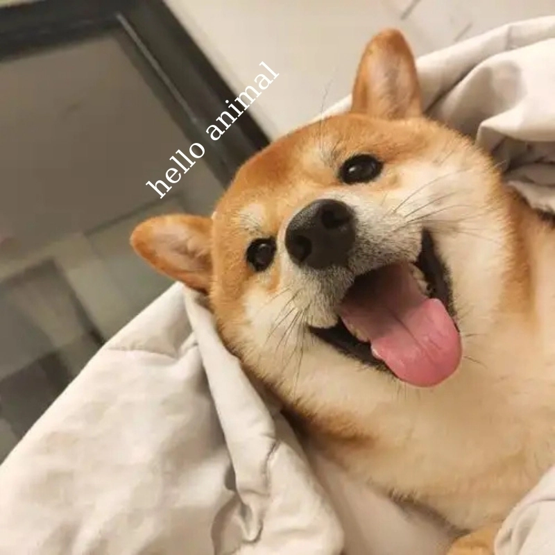 Không thể quên biểu cảm trong Hello animal meme Đáng yêu quá