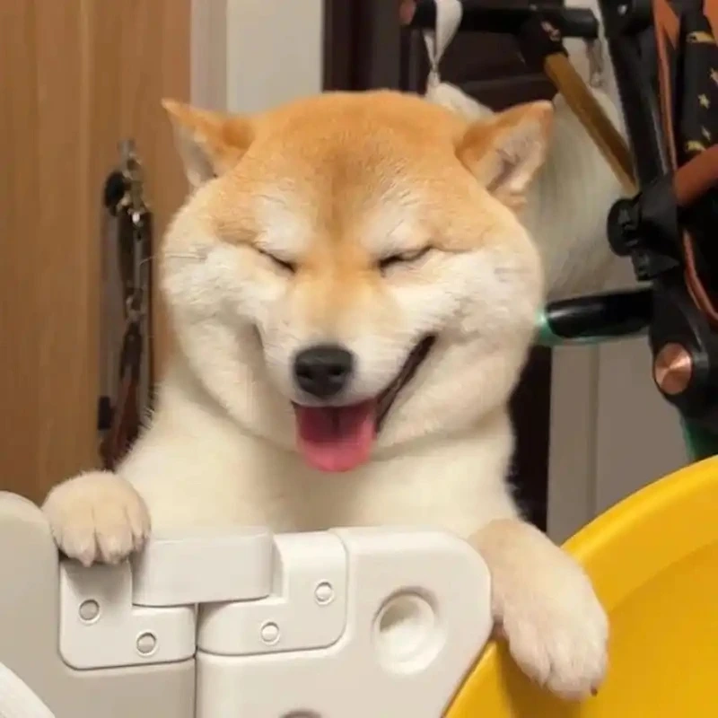 Bộ sưu tập ảnh hài meme chó bá đạo nhất