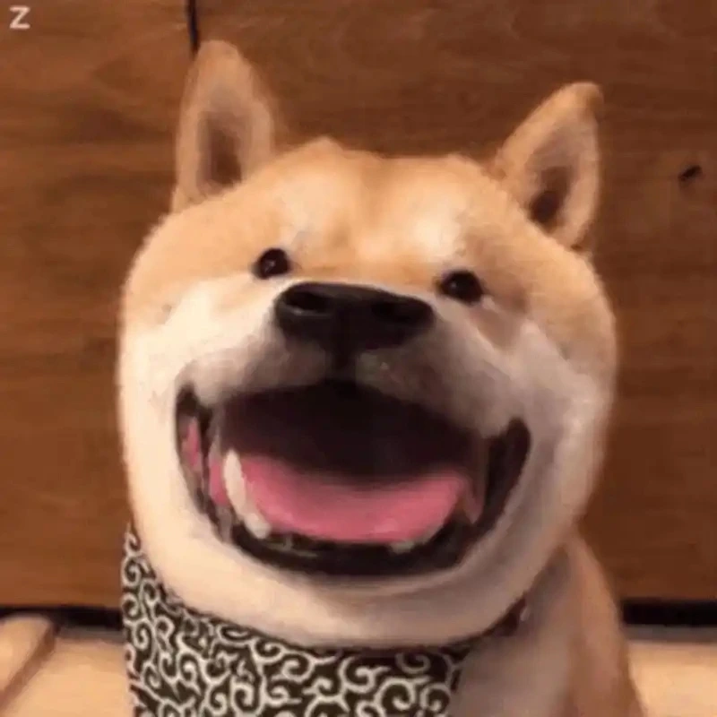 Xem ngay ảnh hài meme chó cute đáng yêu nhất