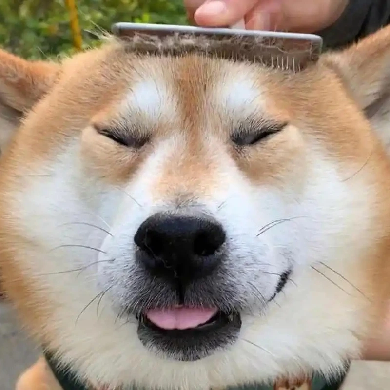 Cười rụng rốn với ảnh meme chó hài siêu bựa