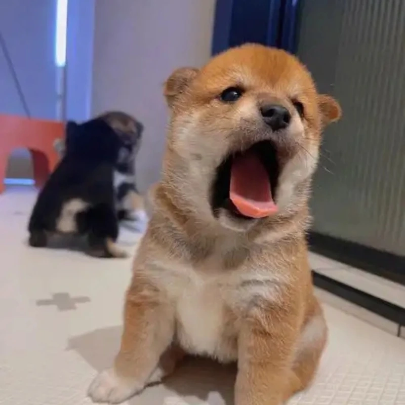 Loạt meme ảnh chó hài siêu lầy, xem là cười ngay