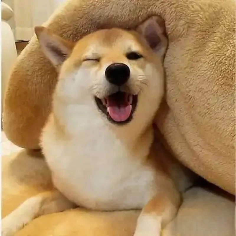 Khoảnh khắc ngố tàu trong ảnh chó hài meme