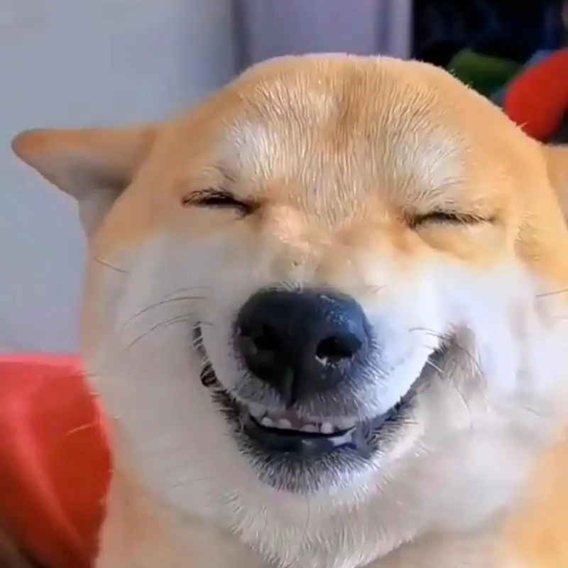 Những cười meme ảnh chó hài khiến bạn bật cười ngay lập tức