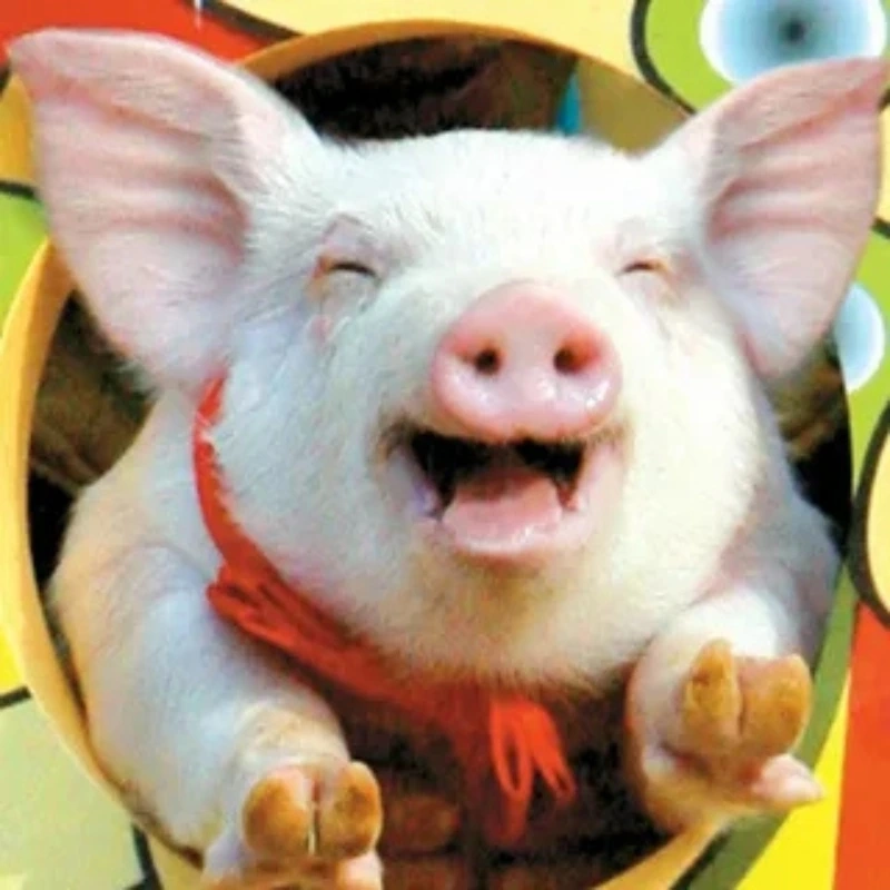 Đừng bỏ lỡ hình ảnh con heo cute dễ thương này hình ảnh con heo cute