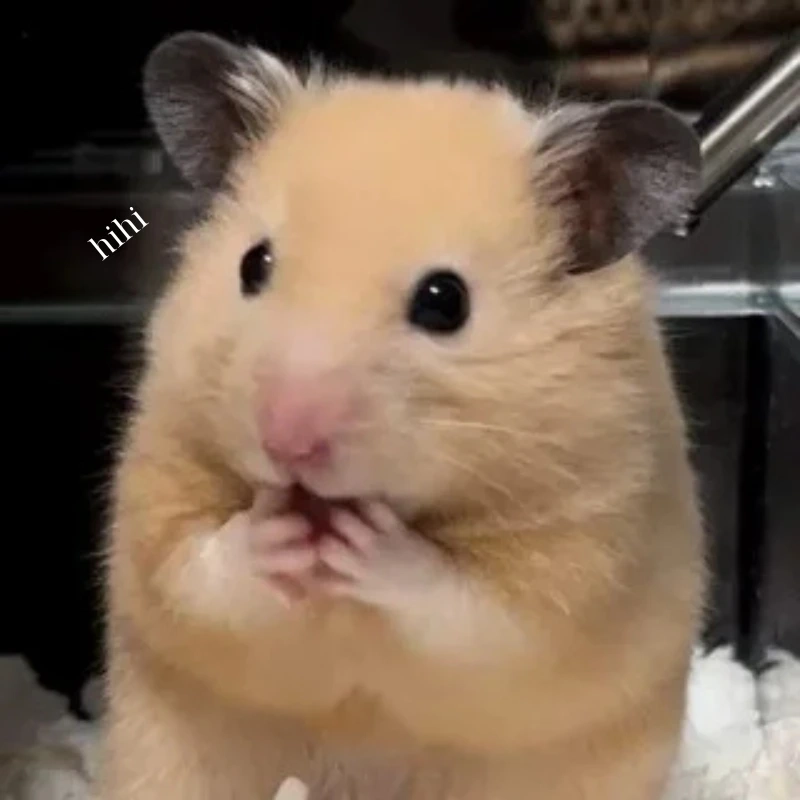Hãy chiêm ngưỡng hình chuột hamster cute đáng yêu này nhé hình chuột hamster cute