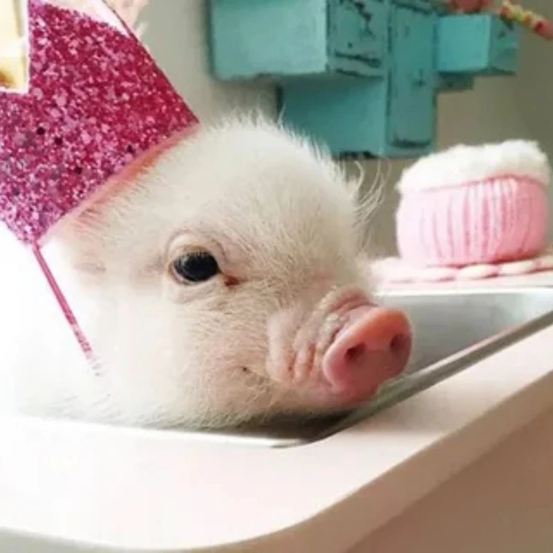 Một hình con heo cute dễ thương sẽ làm bạn vui lòng hình con heo cute