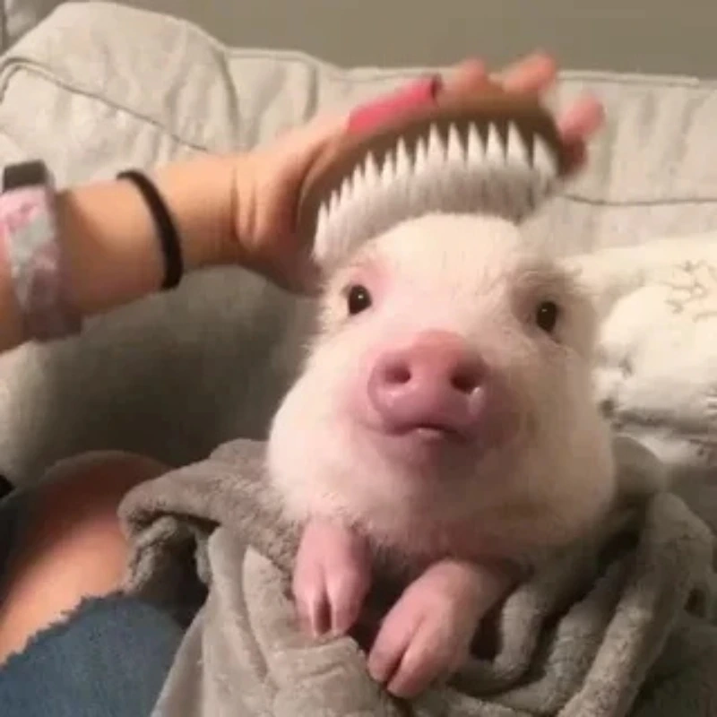 Hình con lợn cute sẽ khiến bạn mỉm cười ngay lập tức hình con lợn cute