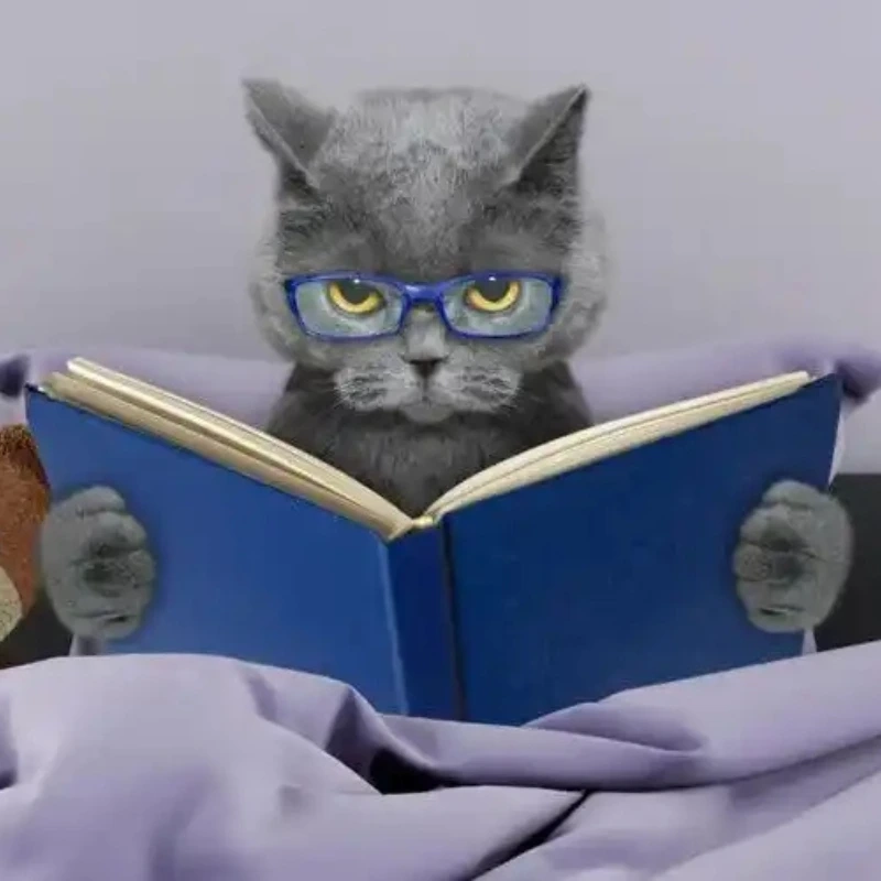 Một hình mèo cute meme chắc chắn sẽ khiến bạn bật cười hình mèo cute meme