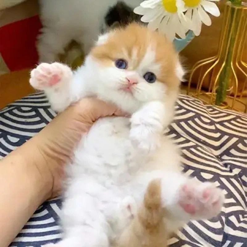 Mèo hài hước cute này chắc chắn sẽ làm bạn mỉm cười mèo hài hước cute