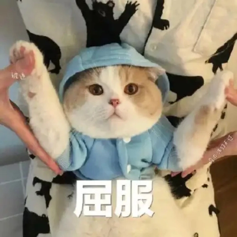Chiêm ngưỡng hình meme mèo cute này và cảm nhận sự dễ thương hình meme mèo cute
