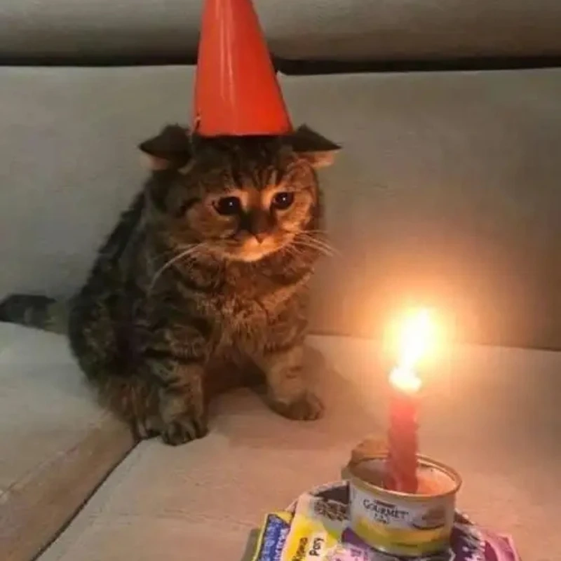 Mèo bựa cute này sẽ khiến bạn bật cười ngay lập tức mèo bựa cute