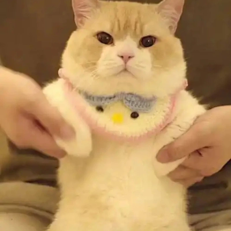 Đừng bỏ qua ảnh mèo chế cute này, rất thú vị và dễ thương ảnh mèo chế cute