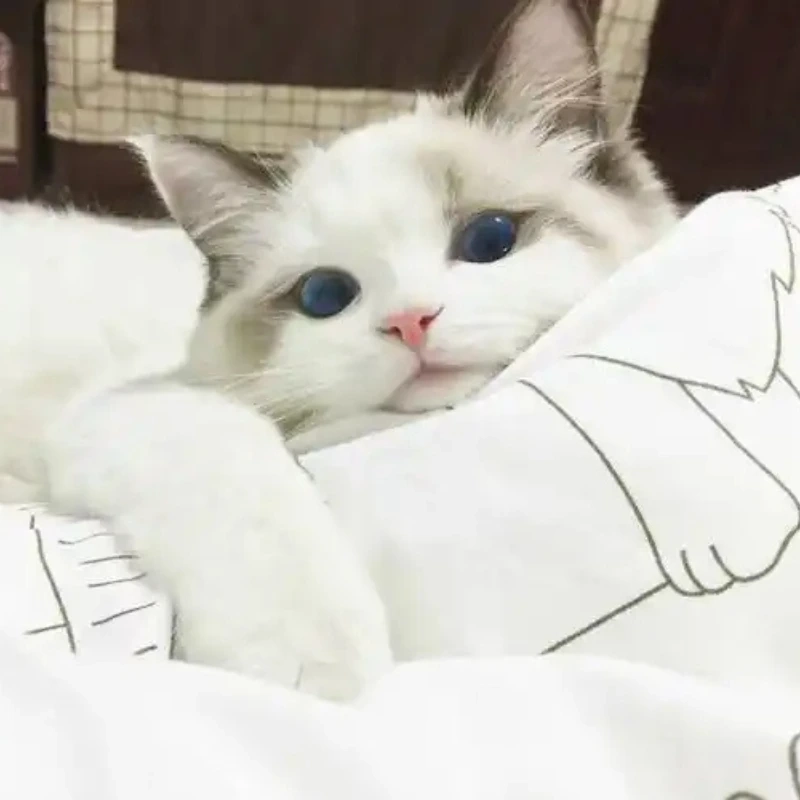 Một hình mèo chế cute sẽ làm bạn cười không ngừng hình mèo chế cute