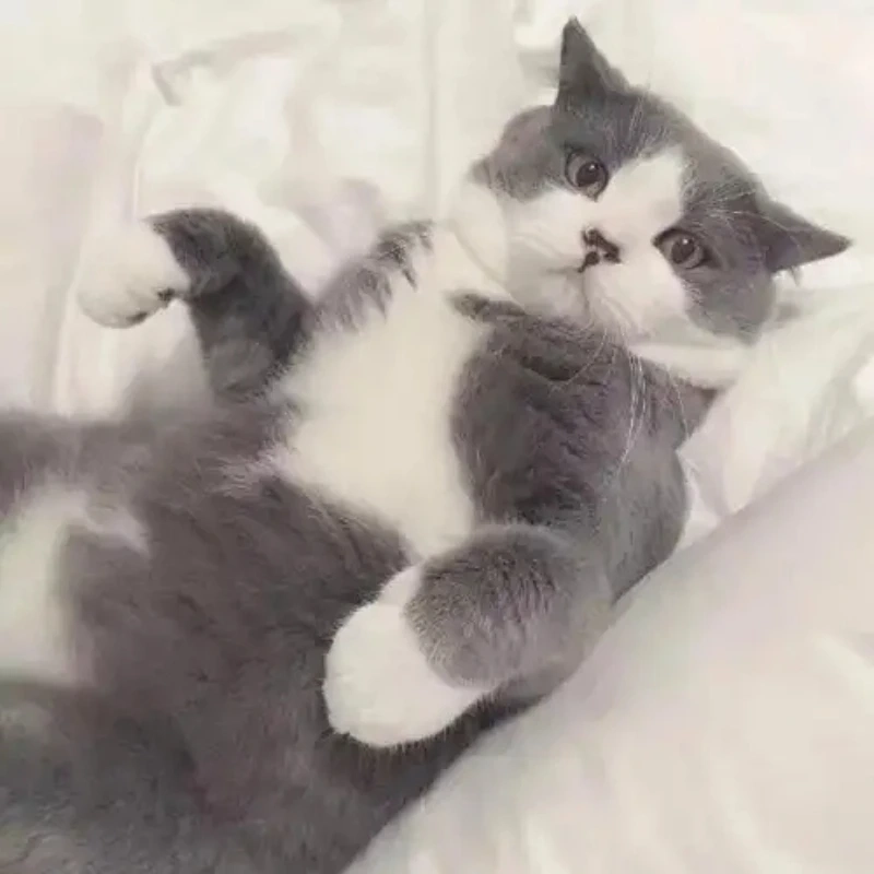 Xem ngay mèo chế cute này để thêm phần vui vẻ mèo chế cute