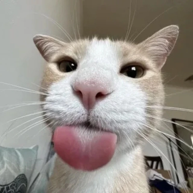 Meme mèo cute này đầy dễ thương, hãy thử ngay nhé meme mèo cute