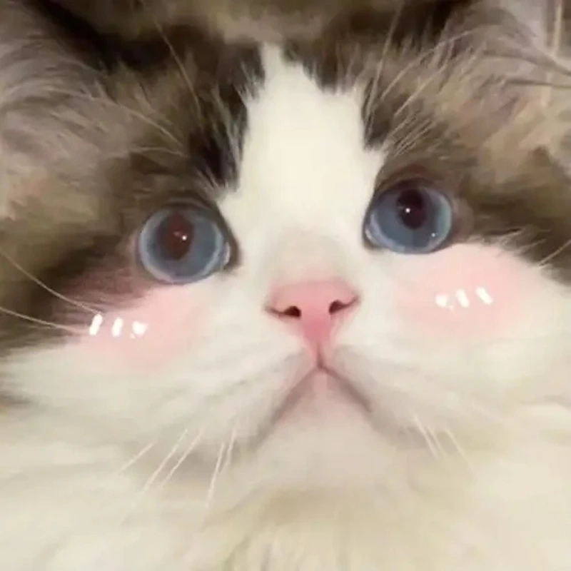 Ảnh mèo bựa cute này thật sự gây cười và dễ thương ảnh mèo bựa cute