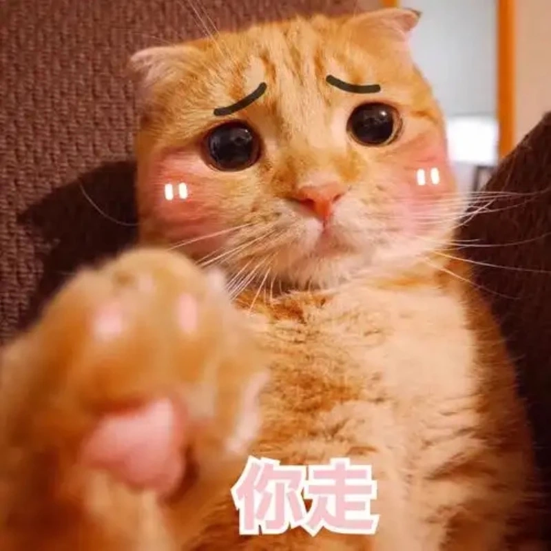 Nhìn mèo cute meme này, bạn sẽ không thể không yêu thích mèo cute meme