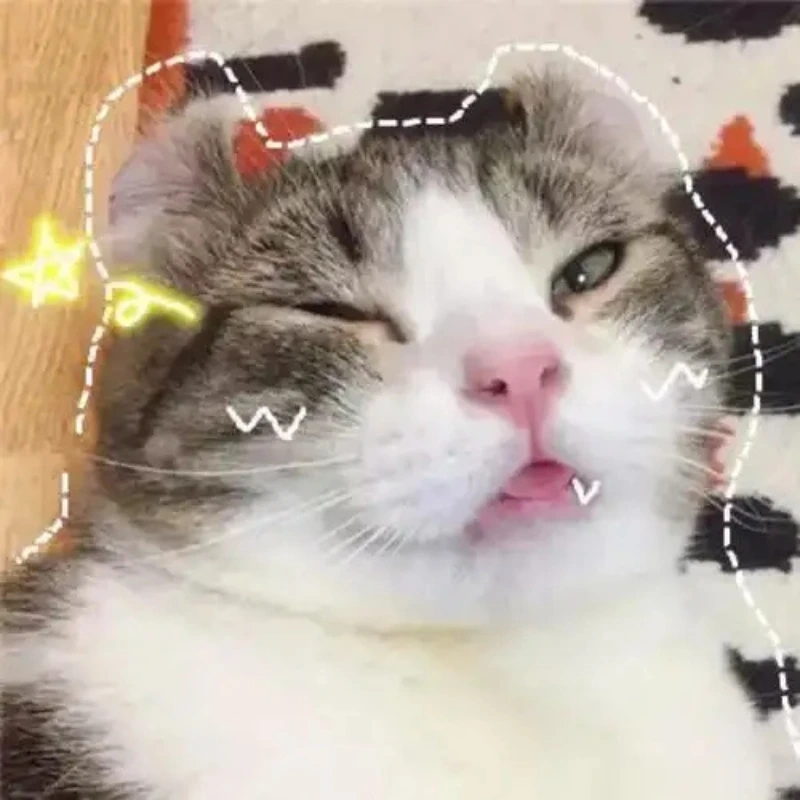 Một hình mèo bựa cute sẽ khiến bạn không thể nhịn cười hình mèo bựa cute