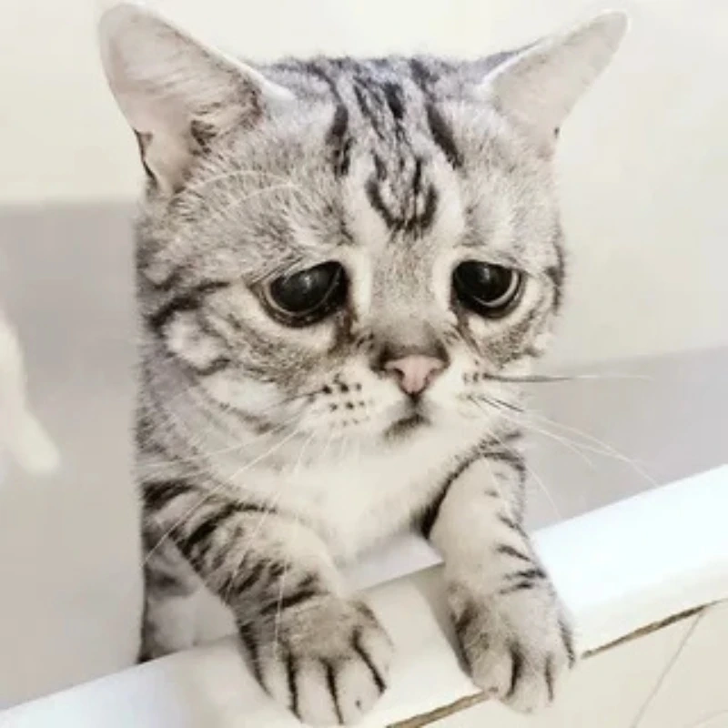 Đừng quên meme mèo dễ thương này, thật sự đáng yêu meme mèo dễ thương