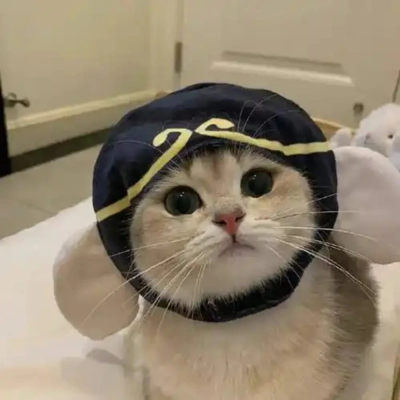Ảnh mèo buồn cute này sẽ làm trái tim bạn tan chảy ảnh mèo buồn cute