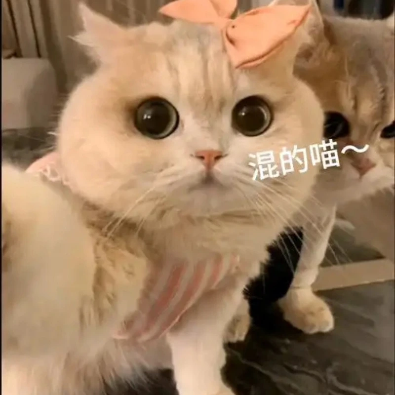 Mở ngay ảnh mèo hài hước cute này để cười thả ga ảnh mèo hài hước cute