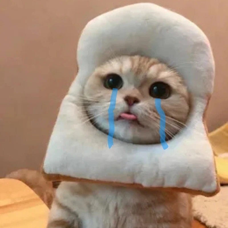 Chú mèo hài meme mèo khóc cute sẽ khiến bạn cười thoải mái chú mèo hài meme mèo khóc cute