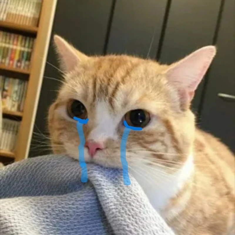 Mèo khóc cute này sẽ làm bạn tan chảy ngay lập tức mèo khóc cute