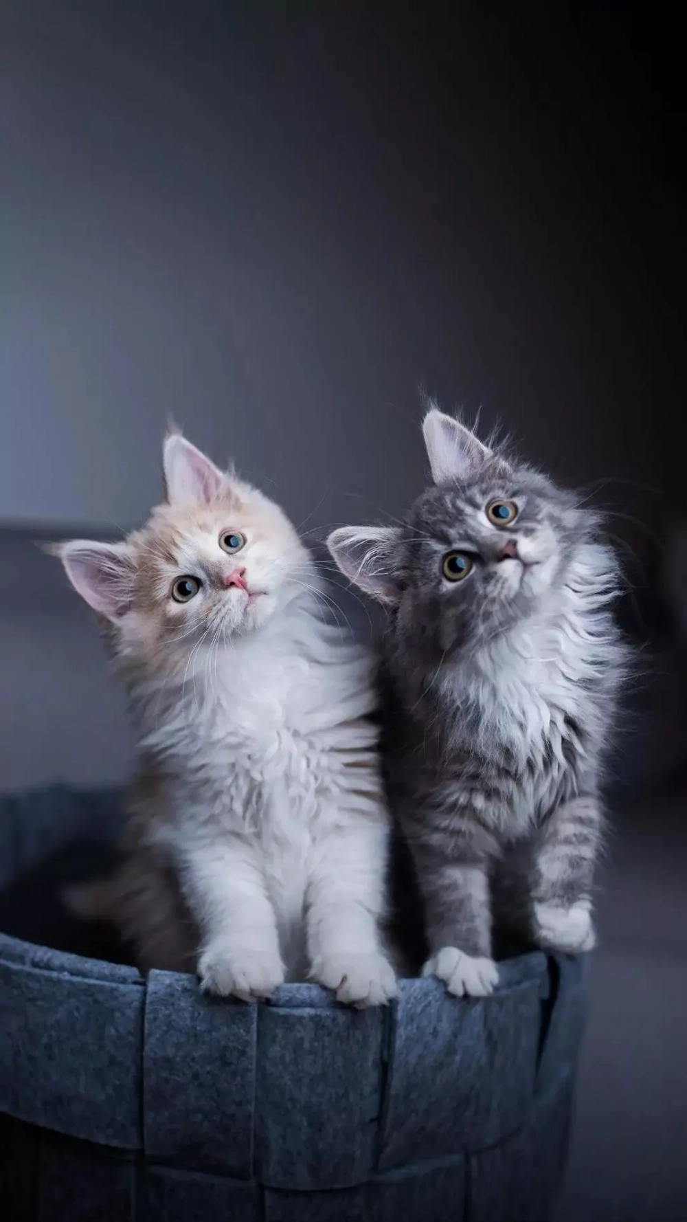 Những ai yêu mèo không thể bỏ lỡ hình nền mèo cute siêu xinh
