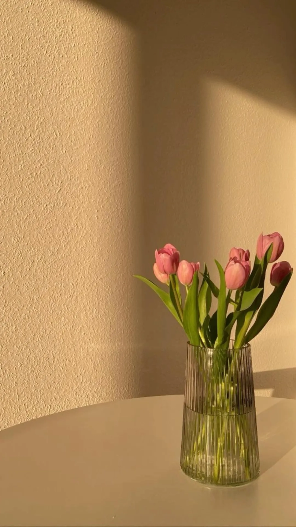 Cảm nhận sự tươi mới từ hình nền điện thoại hoa tulip tuyệt đẹp