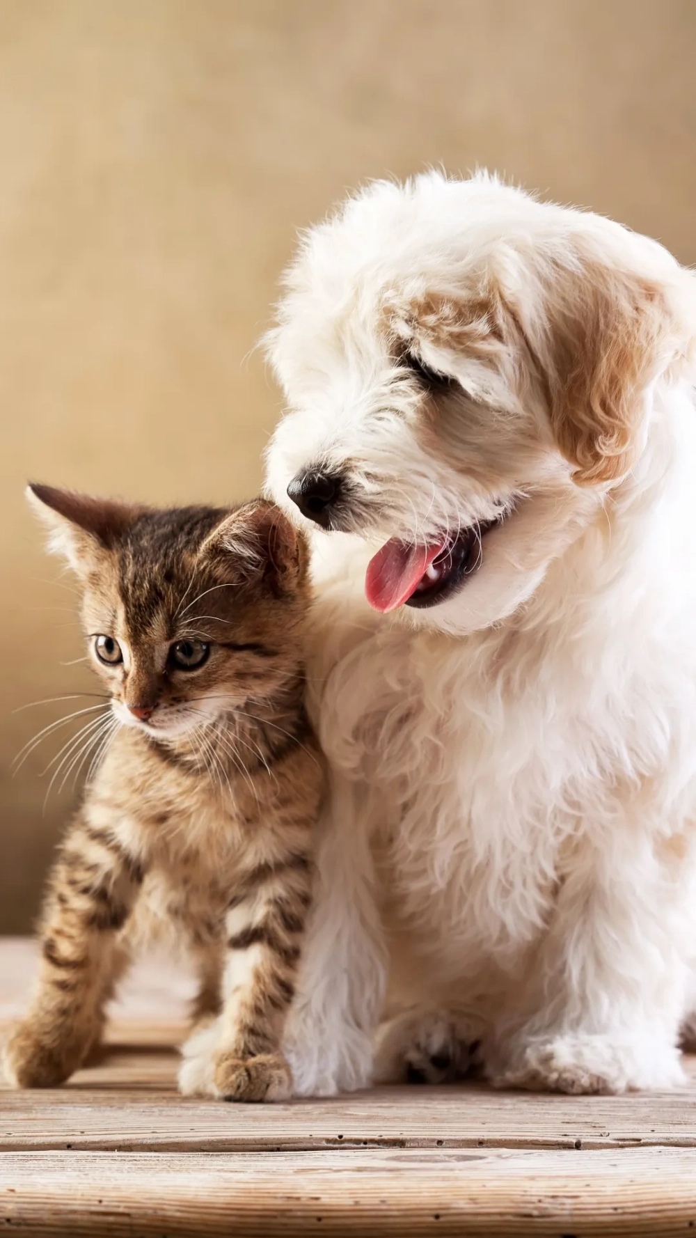 Đáng yêu và ngộ nghĩnh với hình nền chó mèo siêu cute