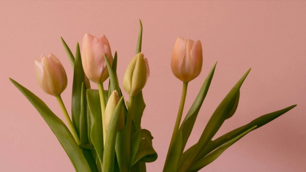 Chiêm ngưỡng vẻ đẹp lãng mạn của hình nền hoa tulip cho máy tính