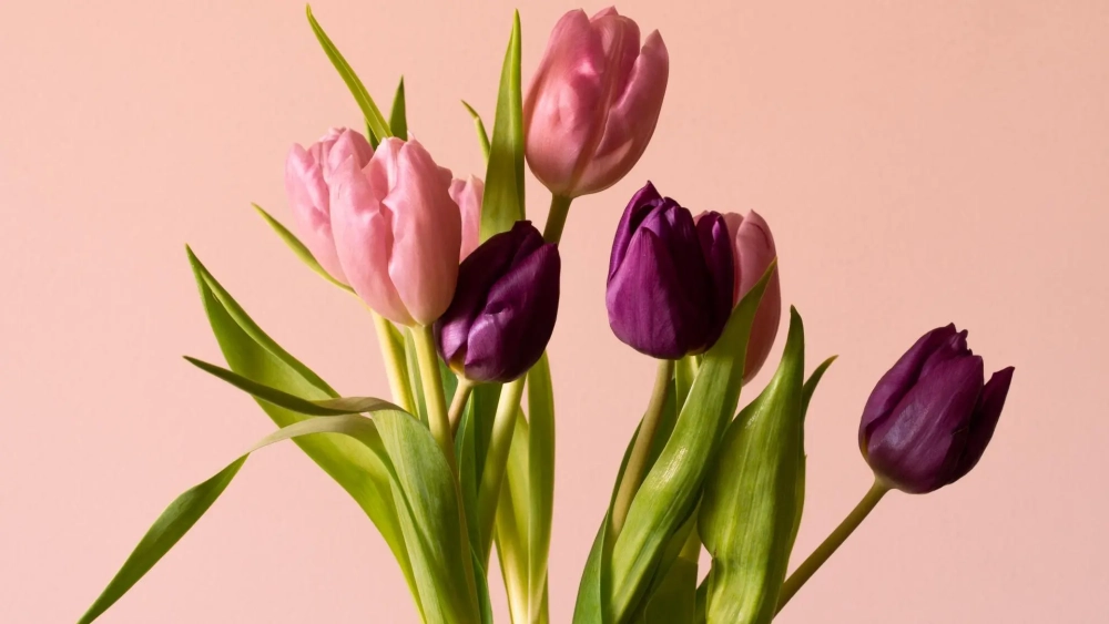 Bộ sưu tập hình nền máy tính hoa tulip đẹp tinh tế, phù hợp mọi phong cách