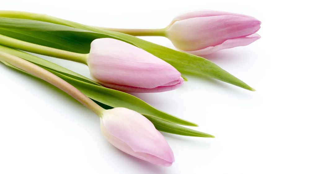 Tuyển chọn hình nền máy tính hoa tulip 4k sắc nét, rực rỡ nhất