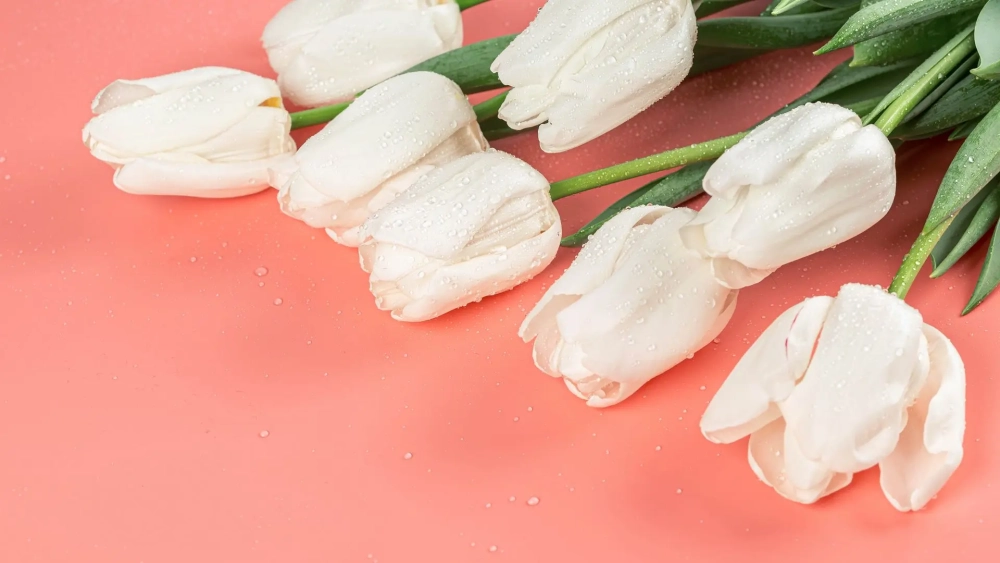 Tận hưởng không gian thư giãn với hình nền hoa tulip chill cực ấn tượng