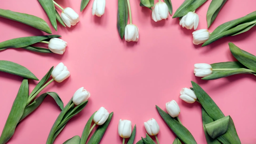 Trang nhã và tinh khôi với hình nền hoa tulip trắng nhẹ nhàng, thanh lịch