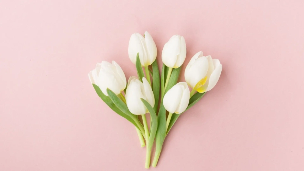 Bộ sưu tập hình nền hoa tulip đẹp cực kỳ ấn tượng cho màn hình