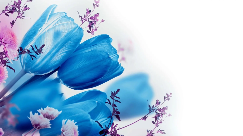 Hòa mình vào sắc xanh dịu mắt với hình nền hoa tulip xanh dương
