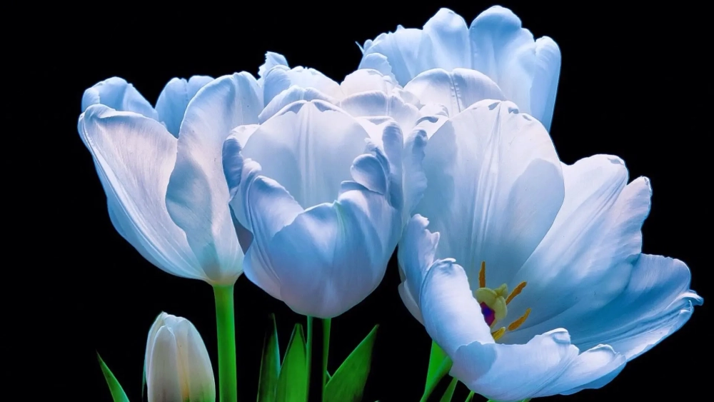 Đắm chìm trong không gian thiên nhiên với hình nền hoa tulip xanh đẹp mắt