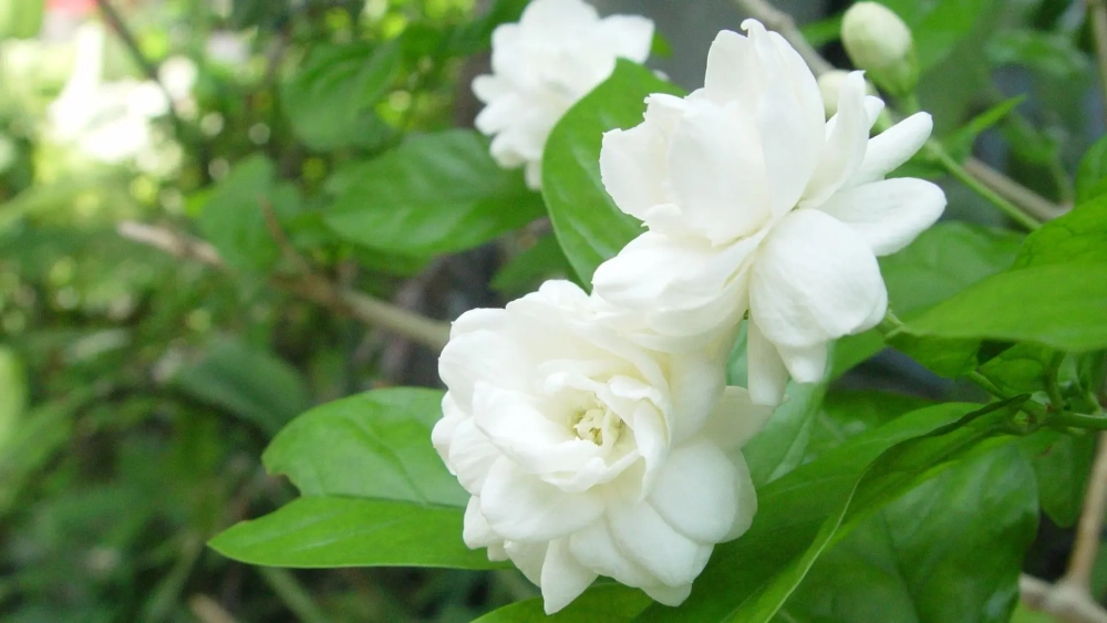 Tràn ngập hương thơm với hình nền hoa nhài nhẹ nhàng, thanh thoát