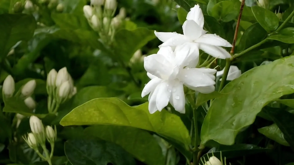 Tuyển chọn hình nền hoa nhài cho máy tính đẹp mê mẩn, cực chill