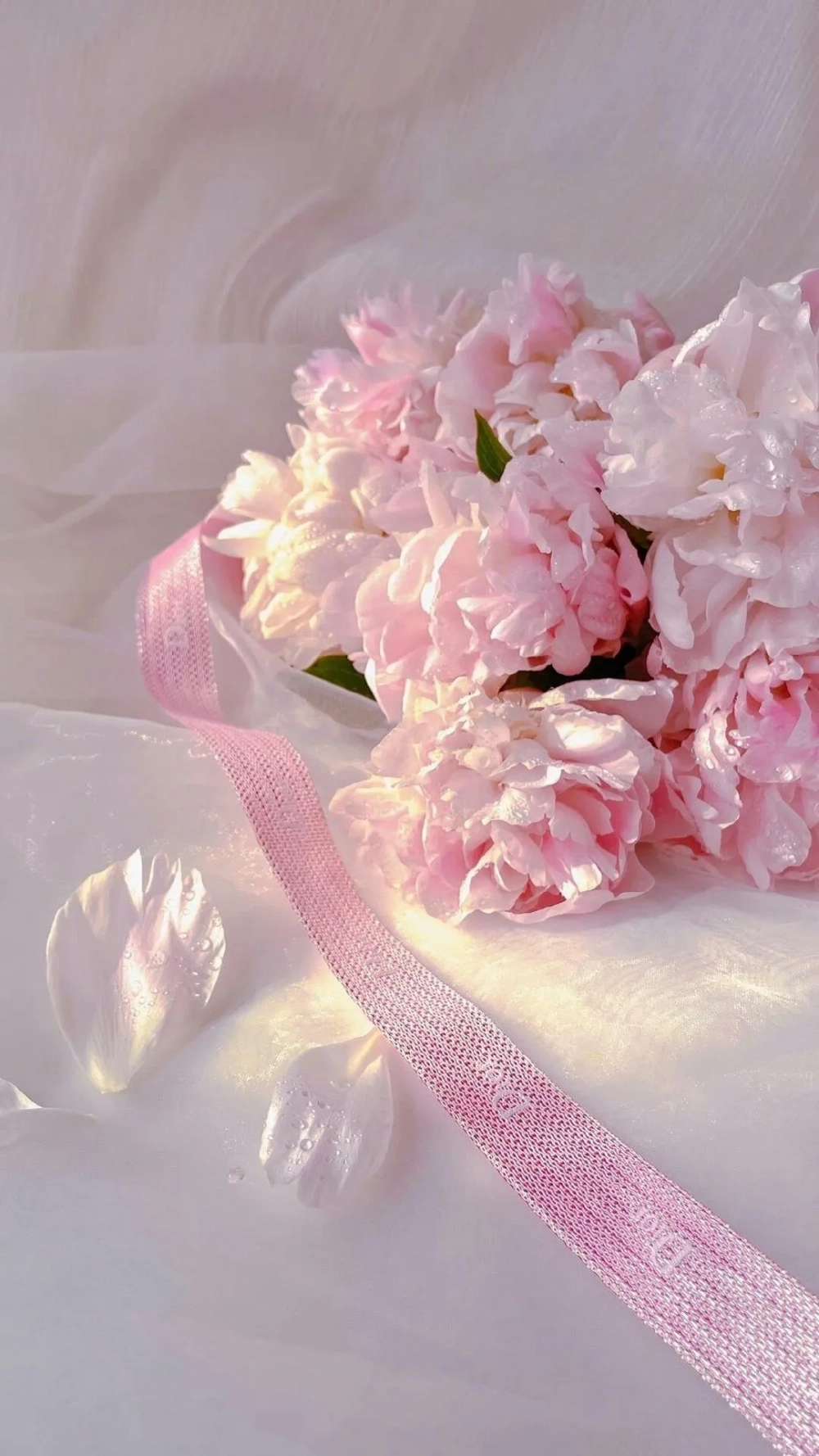 Tải về ngay hình nền hoa mẫu đơn thanh lịch, sang trọng