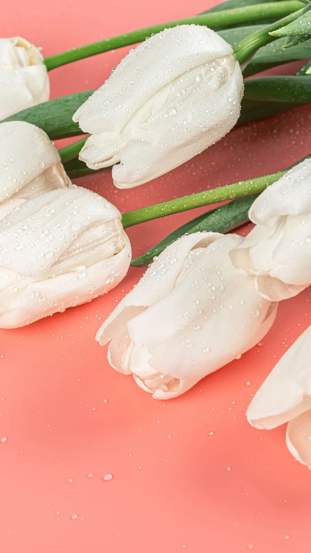 Thưởng thức sự thanh tao với hình nền hoa tulip cho điện thoại