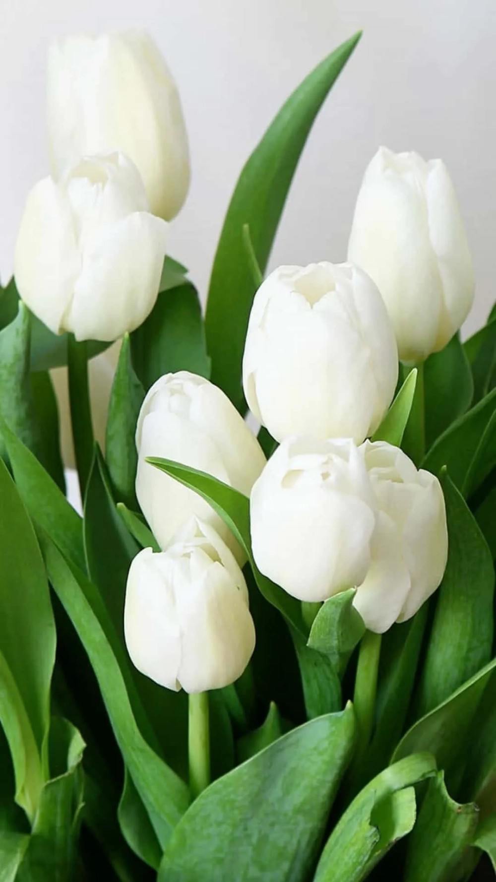 Chọn ngay hình nền điện thoại hoa tulip đẹp nhất hôm nay