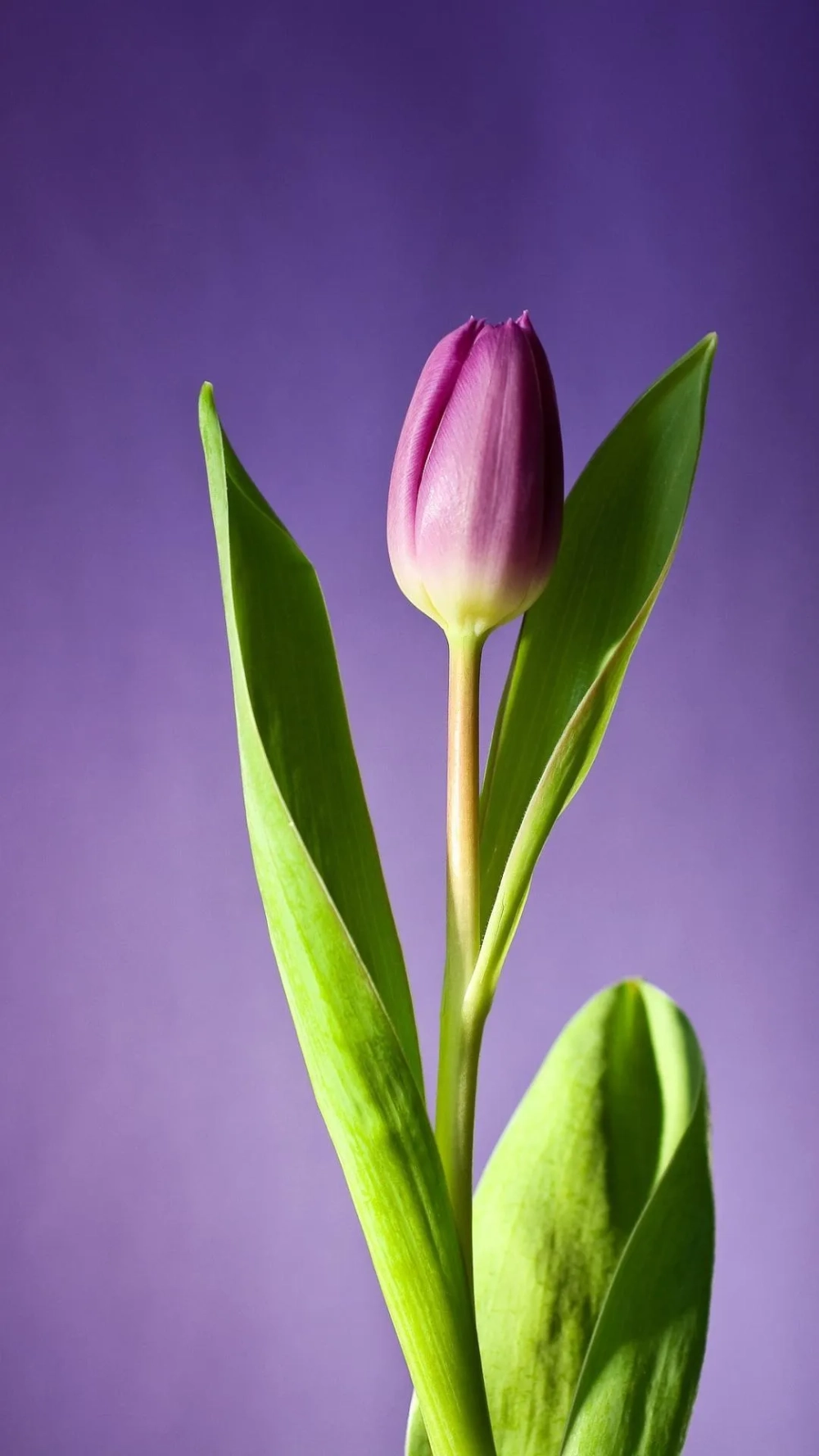 Cảm nhận sự thư thái từ cho điện thoại hình nền hoa tulip chill