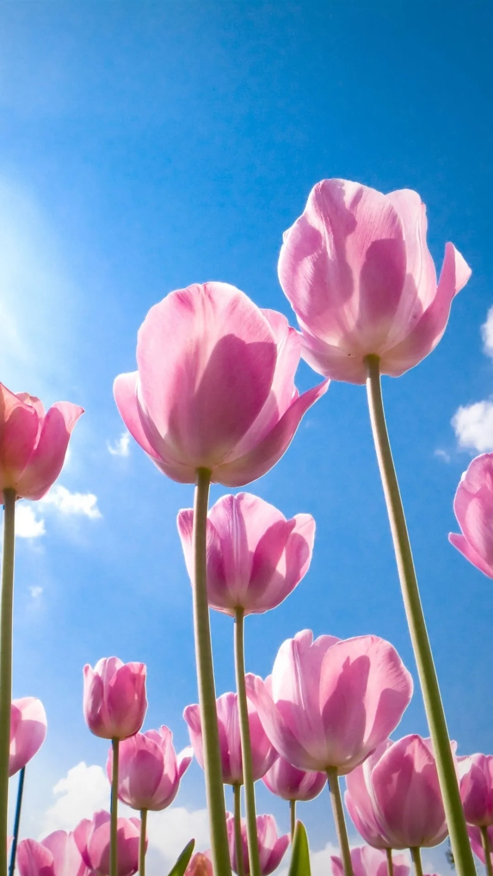 Bộ sưu tập hình nền hoa tulip lung linh sắc màu sống động