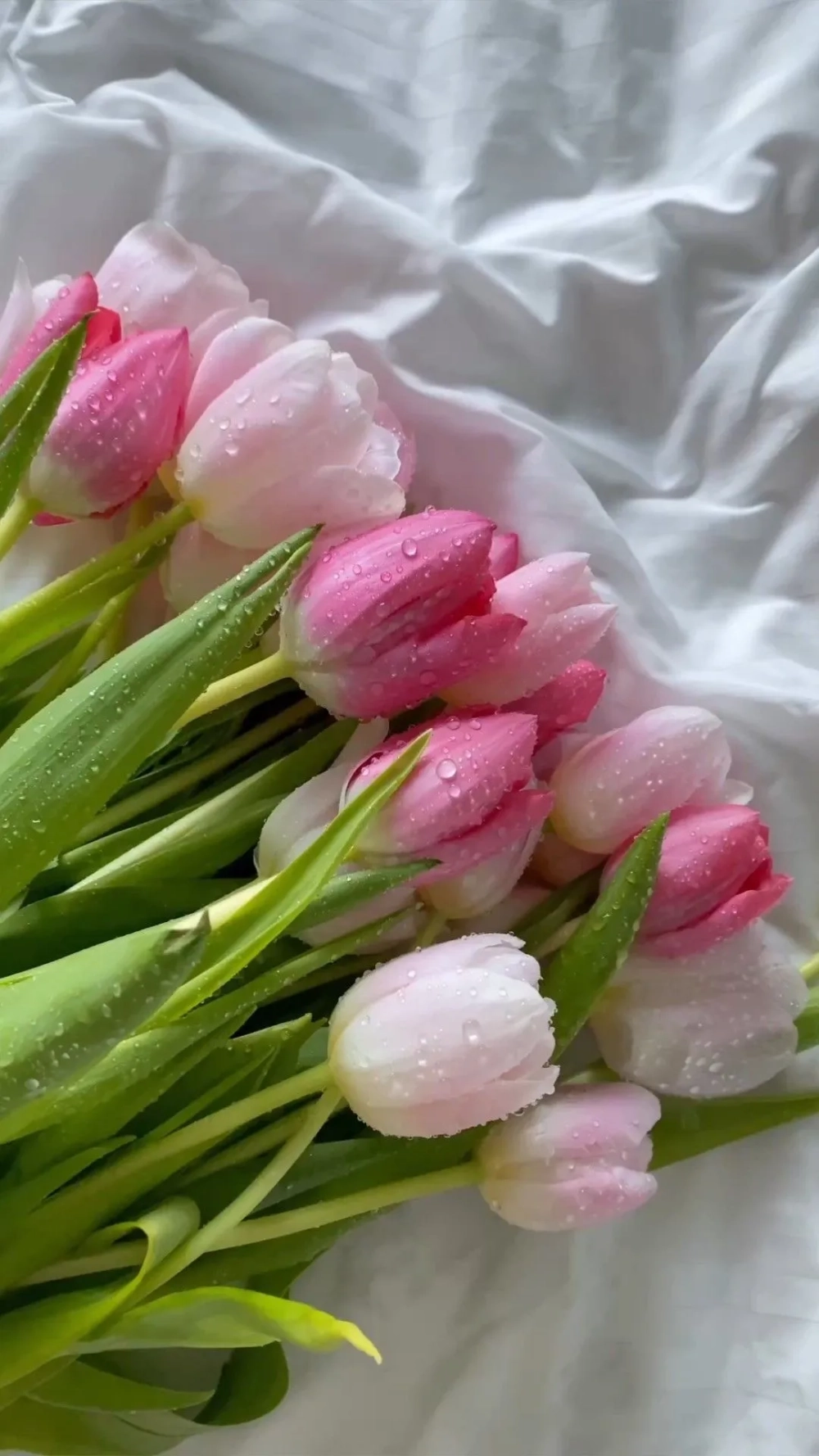Top hình nền hoa tulip đẹp nhất không thể bỏ lỡ