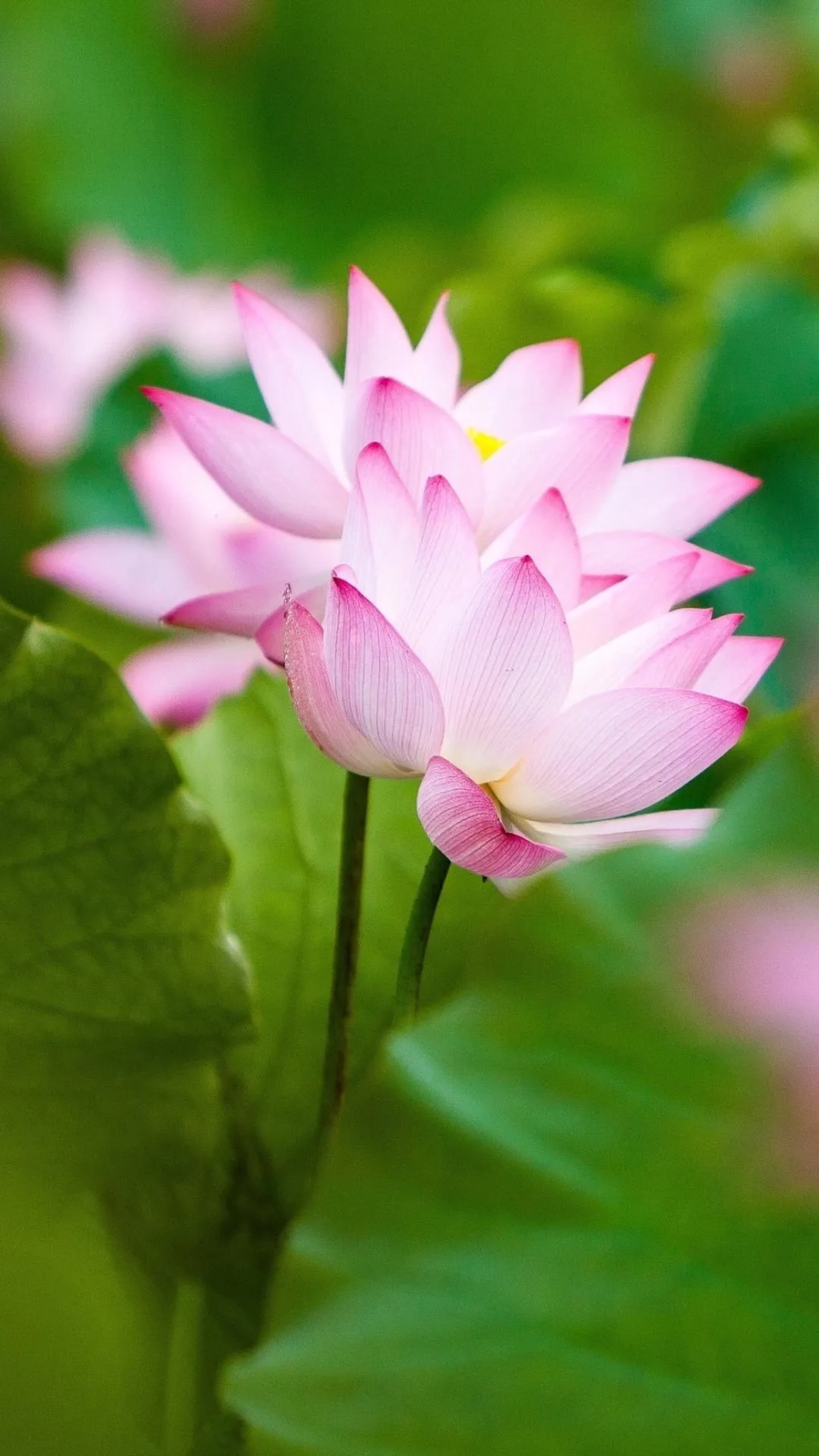 Màu sắc tươi sáng của hình nền hoa sen hồng đầy quyến rũ